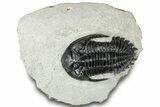 Hollardops Trilobite Fossil - Ofaten, Morocco #311122-2